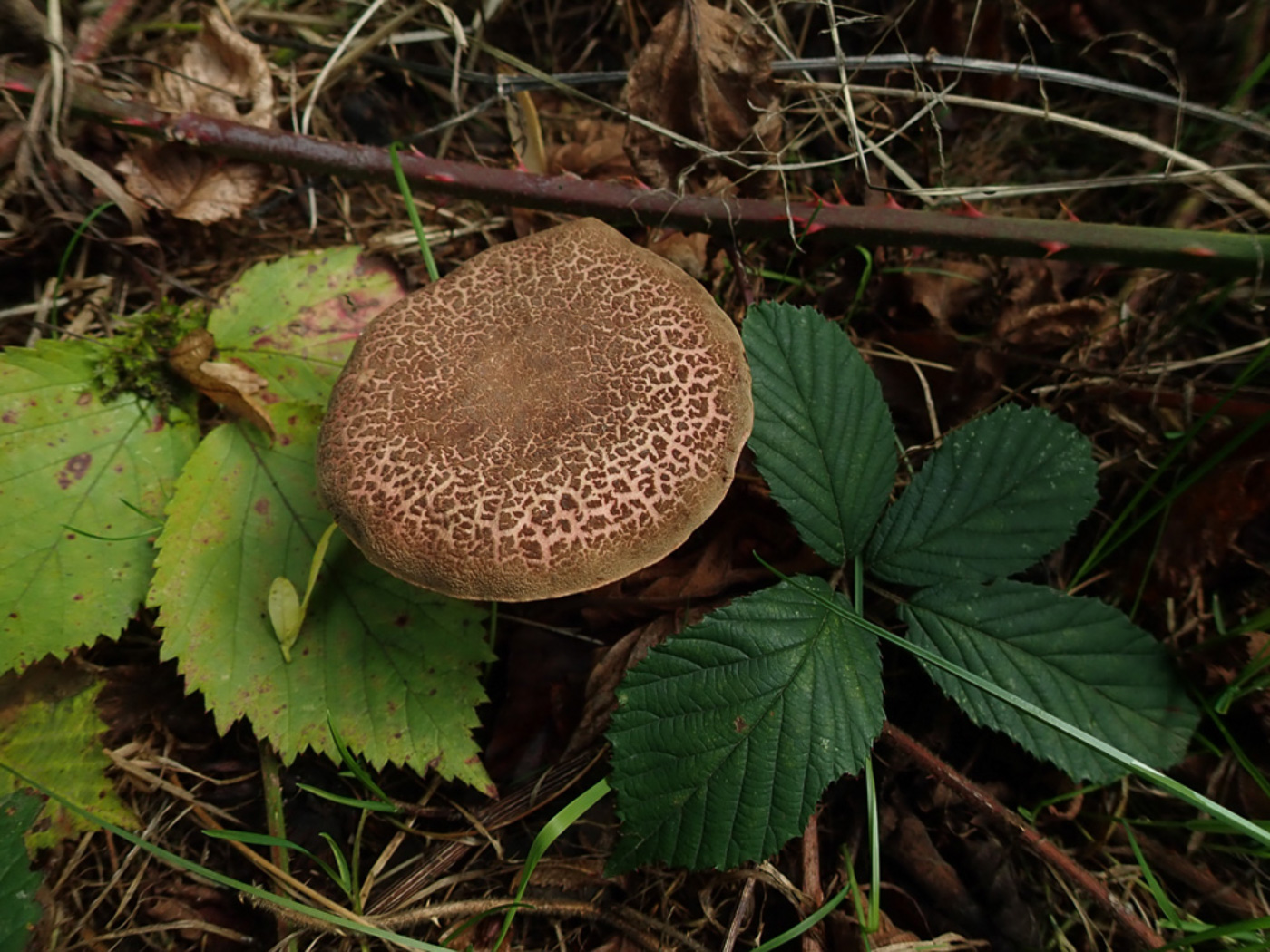 Photo © Penny Cullington Xerocomellus cisalpinus by Penny Cullington